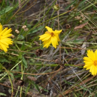 Coreopsis lanceolata (Lance-leaf Coreopsis) at Triplarina Nature Reserve - 16 Jan 2023 by plants