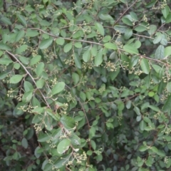 Cotoneaster sp. (Cotoneaster) at Triplarina Nature Reserve - 17 Jan 2023 by plants