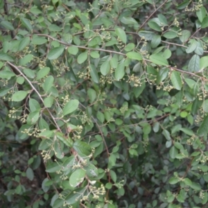 Cotoneaster sp. at Mundamia, NSW - 17 Jan 2023 01:45 AM