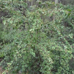 Cotoneaster sp. at Mundamia, NSW - 17 Jan 2023 01:45 AM