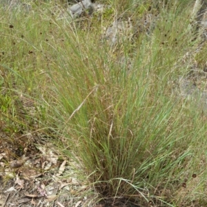 Hyparrhenia hirta at Mundamia, NSW - 17 Jan 2023