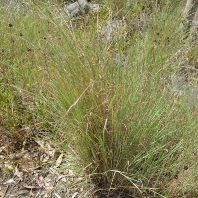 Hyparrhenia hirta (Coolatai Grass) at Triplarina Nature Reserve - 17 Jan 2023 by plants