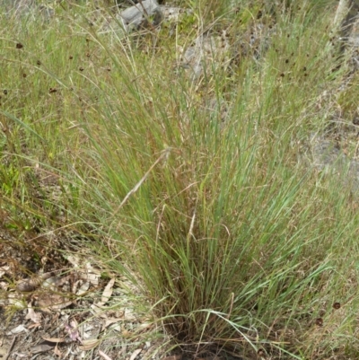 Hyparrhenia hirta (Coolatai Grass) at Mundamia, NSW - 16 Jan 2023 by plants