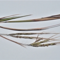 Hyparrhenia hirta at Mundamia, NSW - 17 Jan 2023