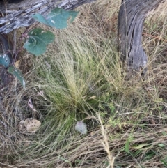 Nassella trichotoma (Serrated Tussock) at Watson, ACT - 16 Jan 2023 by waltraud