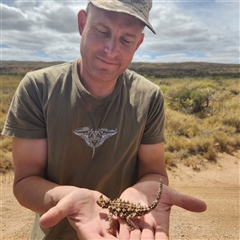 Moloch horridus (Thorny Devil) at Cape Range National Park, WA - 17 Nov 2022 by AaronClausen