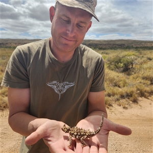 Moloch horridus at Cape Range National Park, WA - 18 Nov 2022 10:04 AM