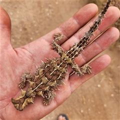 Moloch horridus at Cape Range National Park, WA - 18 Nov 2022 10:04 AM