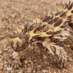 Moloch horridus at Cape Range National Park, WA - 18 Nov 2022 10:04 AM