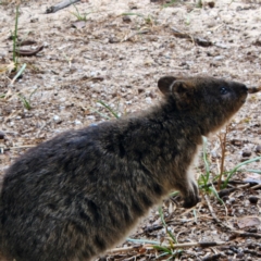 Setonix brachyurus (Quokka) at Rottnest Island, WA - 22 Nov 2022 by AaronClausen