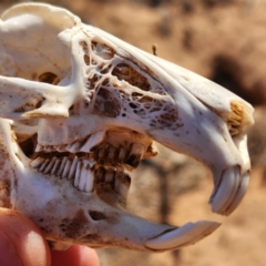 Unidentified Mammal at Cape Range National Park, WA - 18 Nov 2022 by AaronClausen