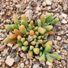 Unidentified Cactus / Succulent at Nullarbor, SA - 26 Nov 2022 by AaronClausen