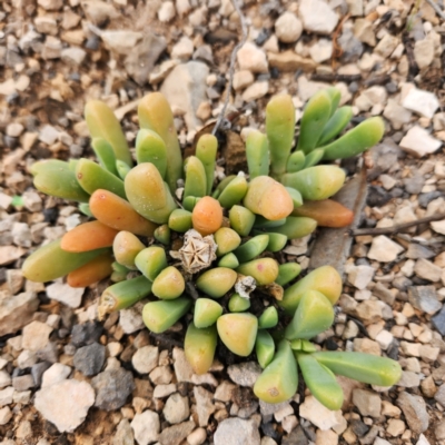 Unidentified Cactus / Succulent at Nullarbor, SA - 26 Nov 2022 by AaronClausen