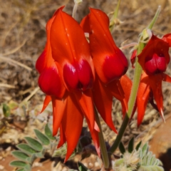 Swainsona formosa (Sturt's Desert Pea) at Burrup, WA - 12 Nov 2022 by AaronClausen