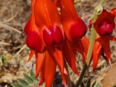 Swainsona formosa (Sturt's Desert Pea) at Burrup, WA - 12 Nov 2022 by AaronClausen