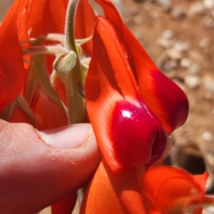 Swainsona formosa at Burrup, WA - 12 Nov 2022