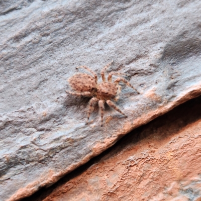 Unverified Spider at Karijini, WA - 7 Nov 2022 by AaronClausen