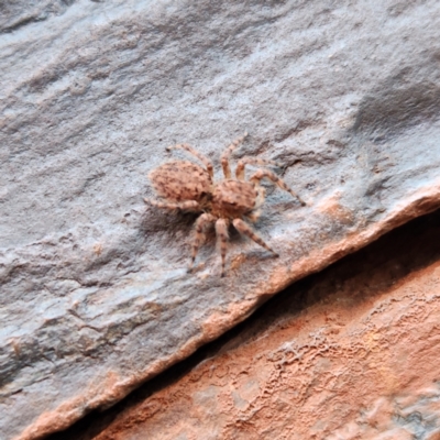 Unidentified Spider (Araneae) at Wittenoom, WA - 7 Nov 2022 by AaronClausen