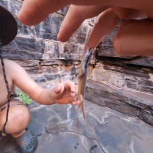 Cryptoblepharus ustulatus (TBC) at suppressed by AaronClausen