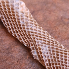 Unidentified Snake at Wittenoom, WA - 7 Nov 2022 by AaronClausen