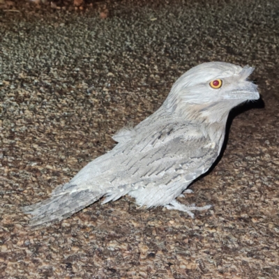 Podargus strigoides (Tawny Frogmouth) at Karijini, WA - 6 Nov 2022 by AaronClausen