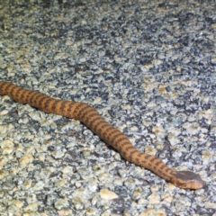 Acanthophis wellsi at Karijini, WA - 5 Nov 2022