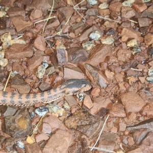 Acanthophis wellsi at Karijini, WA - 5 Nov 2022