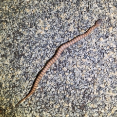 Acanthophis wellsi at Karijini, WA - 5 Nov 2022