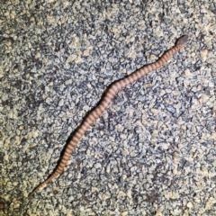 Acanthophis wellsi at Karijini, WA - 5 Nov 2022 10:11 PM
