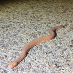 Unidentified Snake at Karijini, WA - 5 Nov 2022 by AaronClausen
