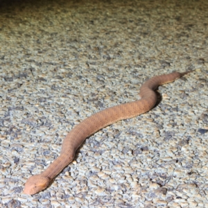 Acanthophis wellsi (TBC) at suppressed by AaronClausen
