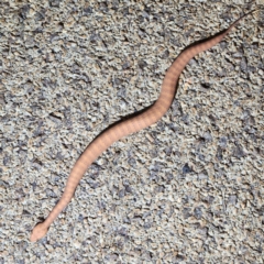 Acanthophis wellsi at Karijini, WA - 5 Nov 2022 10:55 PM