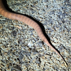 Acanthophis wellsi at Karijini, WA - 5 Nov 2022 10:55 PM