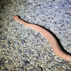 Acanthophis wellsi at Karijini, WA - 5 Nov 2022 10:55 PM