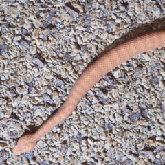 Acanthophis wellsi at Karijini, WA - 5 Nov 2022 10:55 PM