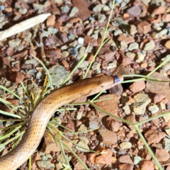 Lialis burtonis (Burton's Snake-lizard) at Karijini, WA - 5 Nov 2022 by AaronClausen