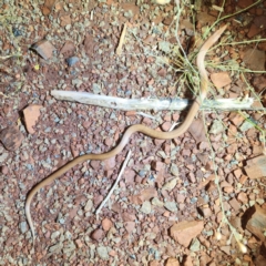 Lialis burtonis at Karijini, WA - 5 Nov 2022 07:40 PM