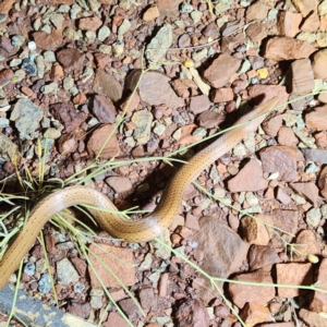 Lialis burtonis at Karijini, WA - 5 Nov 2022 07:40 PM