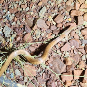 Lialis burtonis at Karijini, WA - 5 Nov 2022 07:40 PM