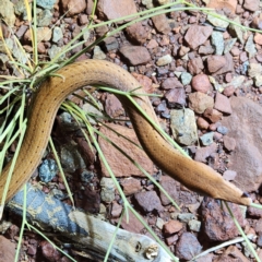 Lialis burtonis at Karijini, WA - 5 Nov 2022 07:40 PM