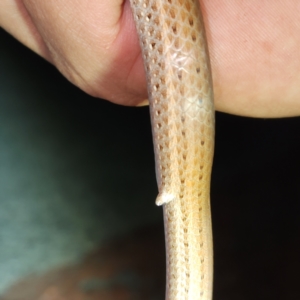 Lialis burtonis at Karijini, WA - 5 Nov 2022 07:40 PM