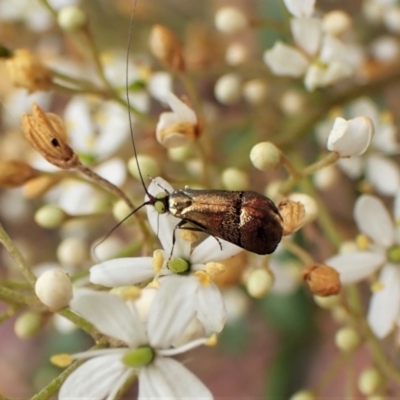 Nemophora sparsella (An Adelid Moth) at Cook, ACT - 16 Jan 2023 by CathB