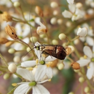 Nemophora sparsella at Cook, ACT - 16 Jan 2023