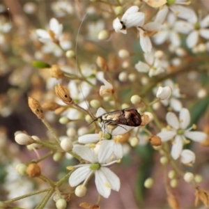 Nemophora sparsella at Cook, ACT - 16 Jan 2023