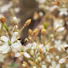 Nemophora sparsella at Cook, ACT - 16 Jan 2023