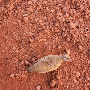 Geophaps plumifera at Wittenoom, WA - 5 Nov 2022