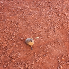 Geophaps plumifera at Wittenoom, WA - 5 Nov 2022 04:42 PM