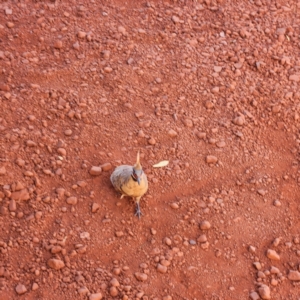 Geophaps plumifera at Wittenoom, WA - 5 Nov 2022