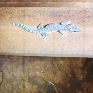 Oedura fimbria (Western Marbled Velvet Gecko) at Karijini, WA by AaronClausen