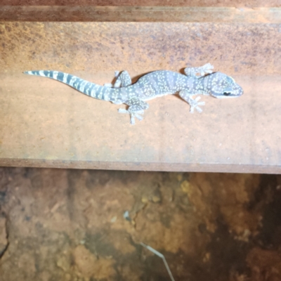 Oedura fimbria (Western Marbled Velvet Gecko) at Karijini, WA - 4 Nov 2022 by AaronClausen